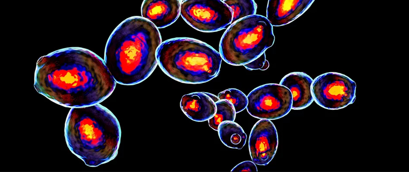 Flow cytometry Flow cytometry